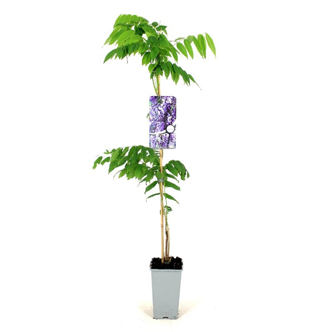 Blåregn – Wisteria floribunda 'Multijuga' - C2 80-100 CM Stick